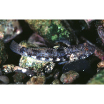 Bathygobius fuscus (Ruppell, 1830)