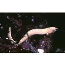 Dictyosoma sp