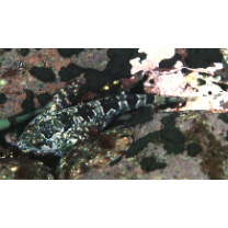 Ocynectes maschalis Jordan et Starks, 1904