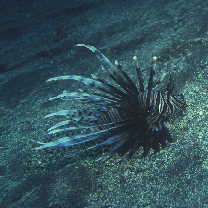 Pterois volitans (Linnaeus, 1758)