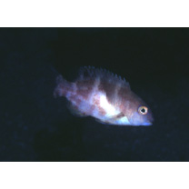 Choerodon azurio (Jordan et Snyder, 1901)