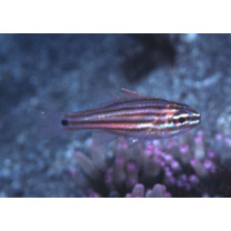 Ostorhinchus endekataenia (Bleeker, 1852)