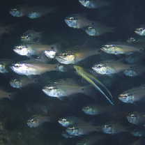 Ostorhinchus semilineatus (Temminck et Schlegel, 1843)