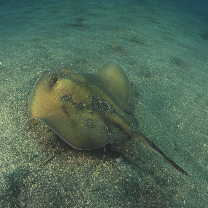 Urolophus aurantiacus Muller et Henle, 1841