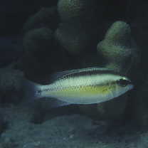 Scolopsis margaritifera (Cuvier, 1830)