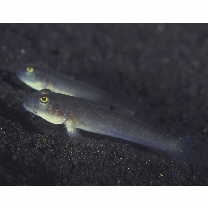 Valenciennea sexguttata (Valenciennes, 1837)