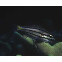 Cheilodipterus quinquelineatus Cuvier, 1828