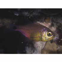 Taeniamia fucata (Cantor, 1850)