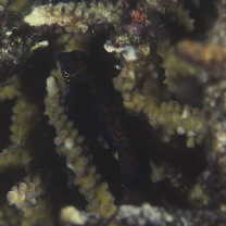 Pterosynchiropus splendidus (Herre, 1927)