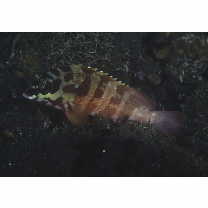 Epinephelus fasciatus (Forsskal, 1775)