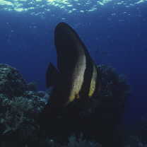 Platax teira (Forsskal, 1775)