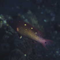Bodianus dictynna Gomon, 2006