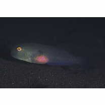 Iniistius pentadactylus (Linnaeus, 1758)