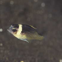 Scolopsis vosmeri (Bloch, 1792)