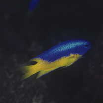 Pomacentrus auriventris Allen, 1991