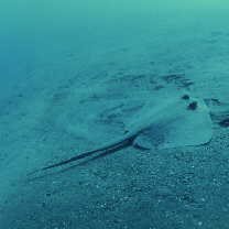 Dasyatis kuhlii (Muller et Henle, 1841)