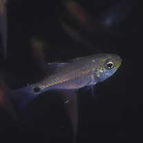 Taeniamia macroptera (Cuvier, 1828)