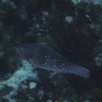 Scarus rubroviolaceus Bleeker, 1847