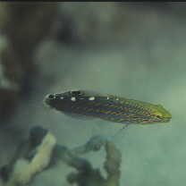 Amblygobius rainfordi (Whitley, 1940)