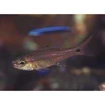 Apogon lineomaculatus Allen et Randall, 2002