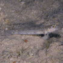 Vanderhorstia wayag Allen et Erdmann, 2012