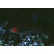 Cirrhilabrus temminckii Bleeker, 1853