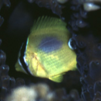 Chaetodon plebeius Cuvier, 1831