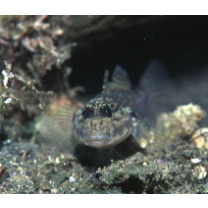Istigobius campbelli (Jordan et Snyder, 1901)