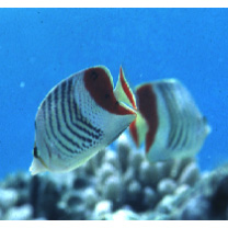 Chaetodon paucifasciatus Ahl, 1923