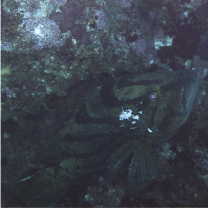 Epinephelus morrhua (Valenciennes, 1833)