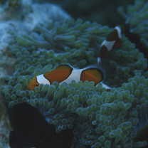 Amphiprion ocellaris Cuvier, 1830