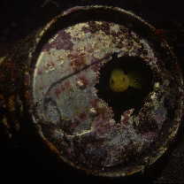 Lubricogobius exiguus Tanaka, 1915