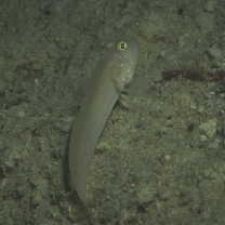 Valenciennea sexguttata (Valenciennes, 1837)