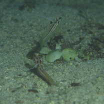 Stonogobiops yasha Yoshino et Shimada, 2001