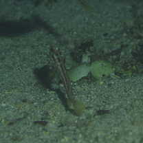 Stonogobiops yasha Yoshino et Shimada, 2001