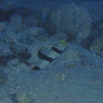 Stonogobiops dracula Polunin et Lubbock, 1977