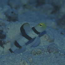 Stonogobiops dracula Polunin et Lubbock, 1977
