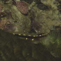 Eviota sebreei Jordan et Seale, 1906