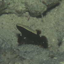 Lotilia klausewitzi Shibukawa, Suzuki et Senou, 2012