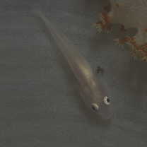 Pleurosicya boldinghi Weber, 1913