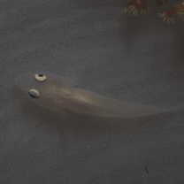 Pleurosicya boldinghi Weber, 1913