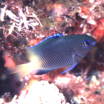 Stegastes insularis Allen et Emery, 1985