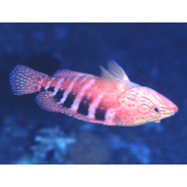 Cephalopholis sexmaculata (Ruppell, 1830)