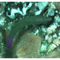 Pseudochromis luteus Aoyagi, 1943