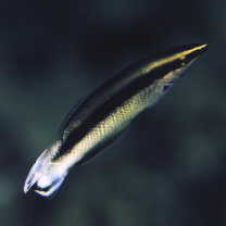 Labroides bicolor Fowler et Bean, 1928 X Labroides pectoralis Randall et Springer, 1975