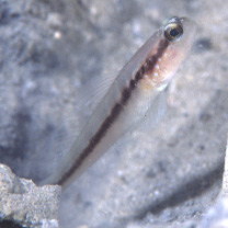 Myersina nigrivirgata Akihito et Meguro, 1983