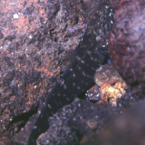 Chaenogobius gulosus (Sauvage, 1882)