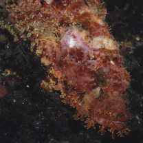 Scorpaenopsis cirrosa (Thunberg, 1793)
