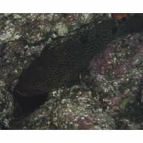 Epinephelus trimaculatus (Valenciennes, 1828)