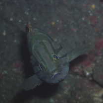 Epinephelus morrhua (Valenciennes, 1833)